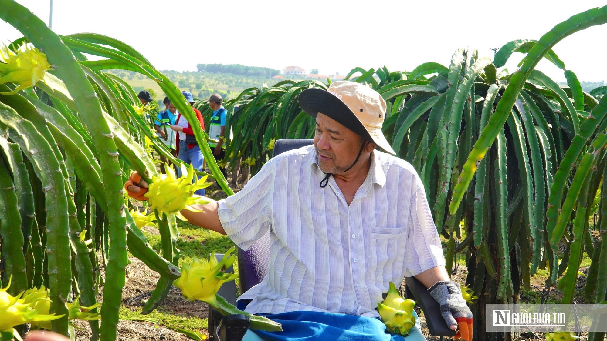 “Trái ngọt” của tư duy làm nông nghiệp bài bản- Ảnh 1. “Trái ngọt” của tư duy làm nông nghiệp bài bản- Ảnh 1.
