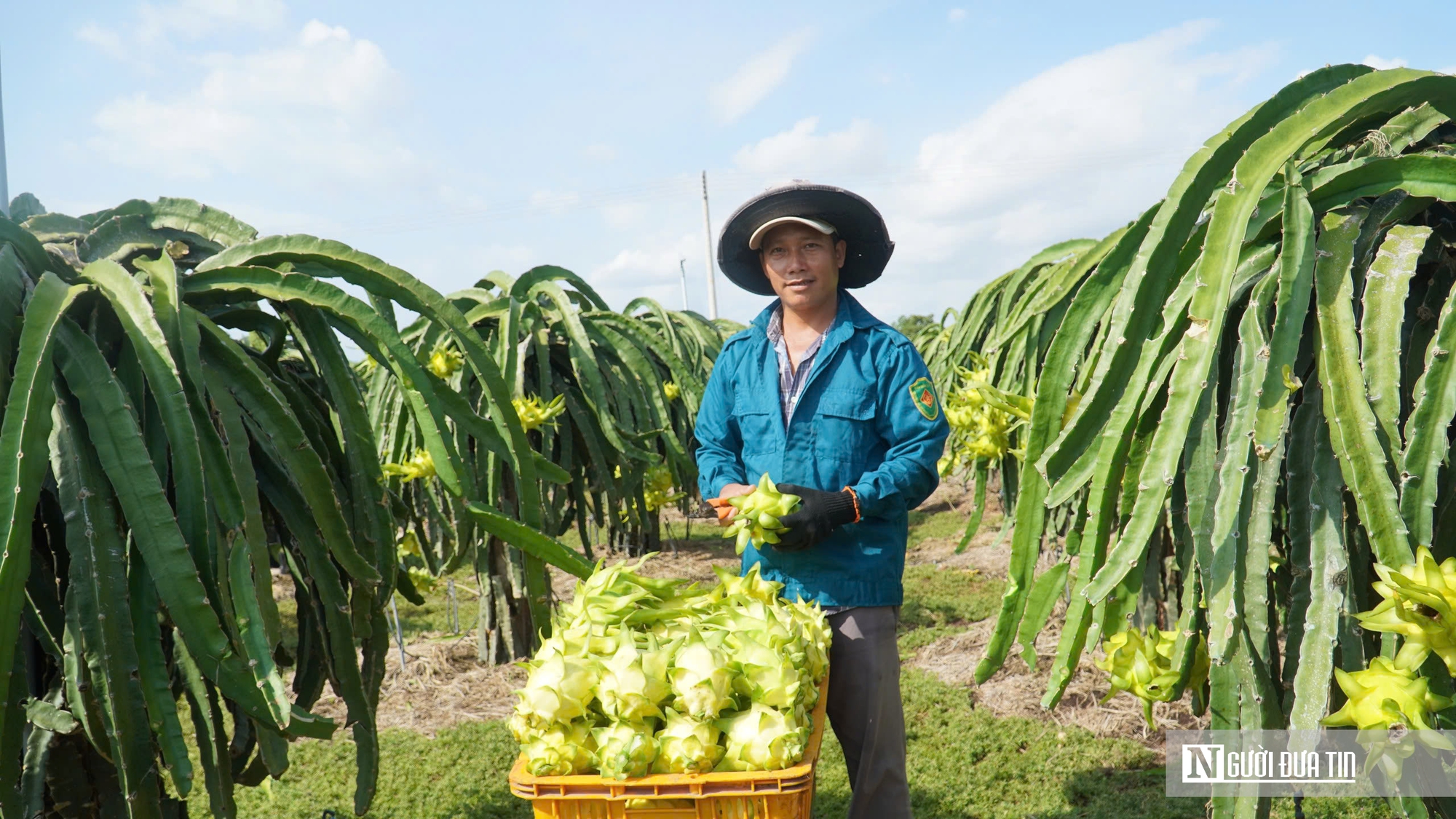 “Trái ngọt” của tư duy làm nông nghiệp bài bản- Ảnh 4. “Trái ngọt” của tư duy làm nông nghiệp bài bản- Ảnh 4.