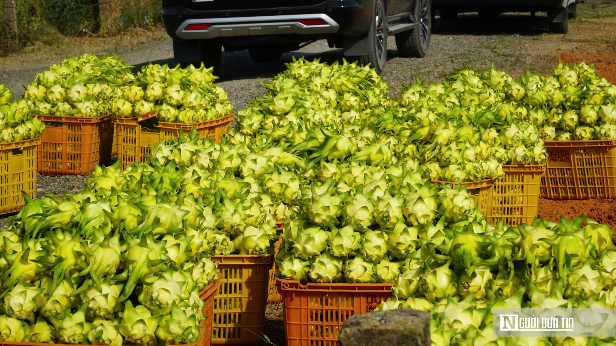 “Trái ngọt” của tư duy làm nông nghiệp bài bản- Ảnh 6. “Trái ngọt” của tư duy làm nông nghiệp bài bản- Ảnh 6.