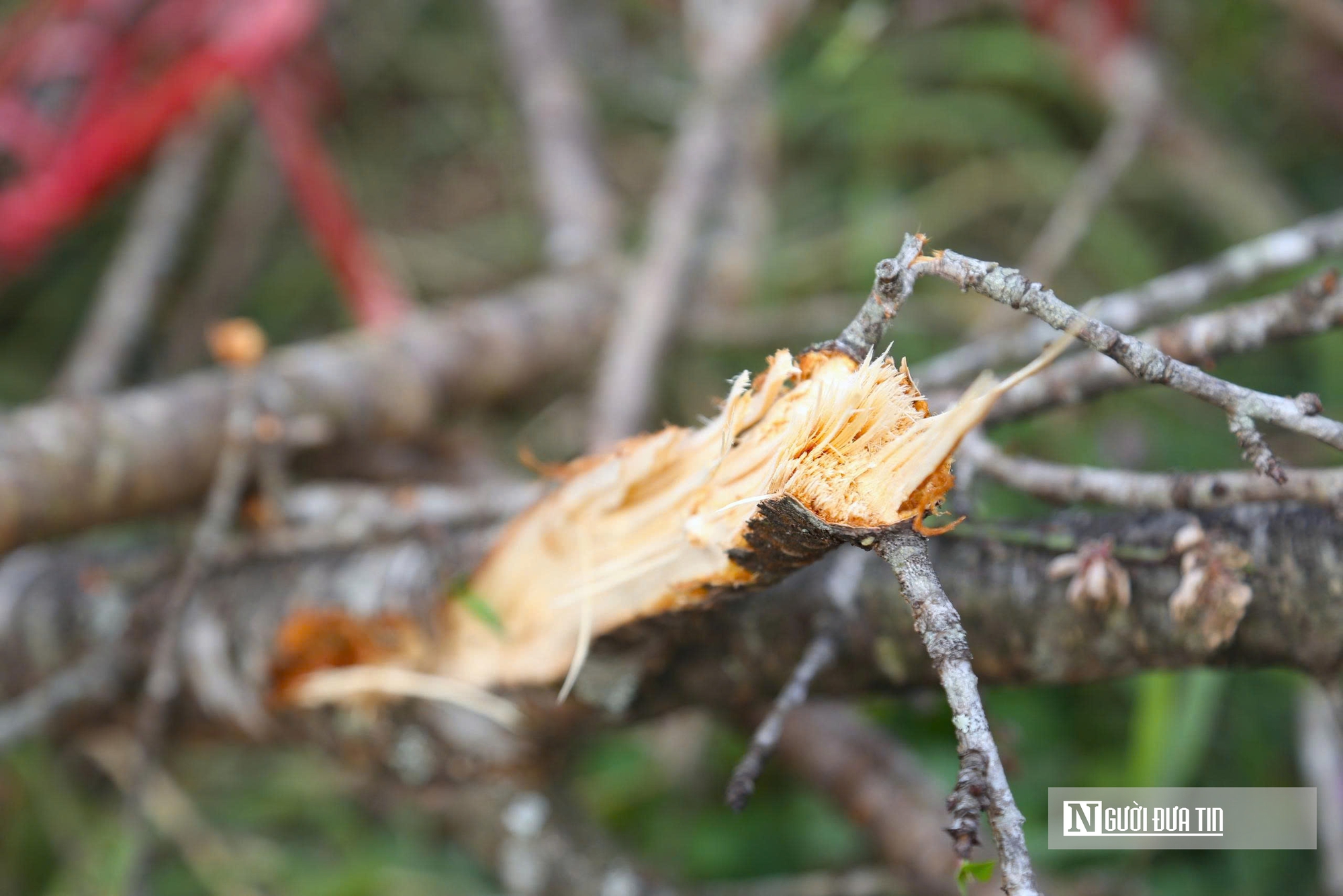 Ngày 29 Tết, tiểu thương chặt đào, vứt la liệt ở vỉa hè - Ảnh 5.
