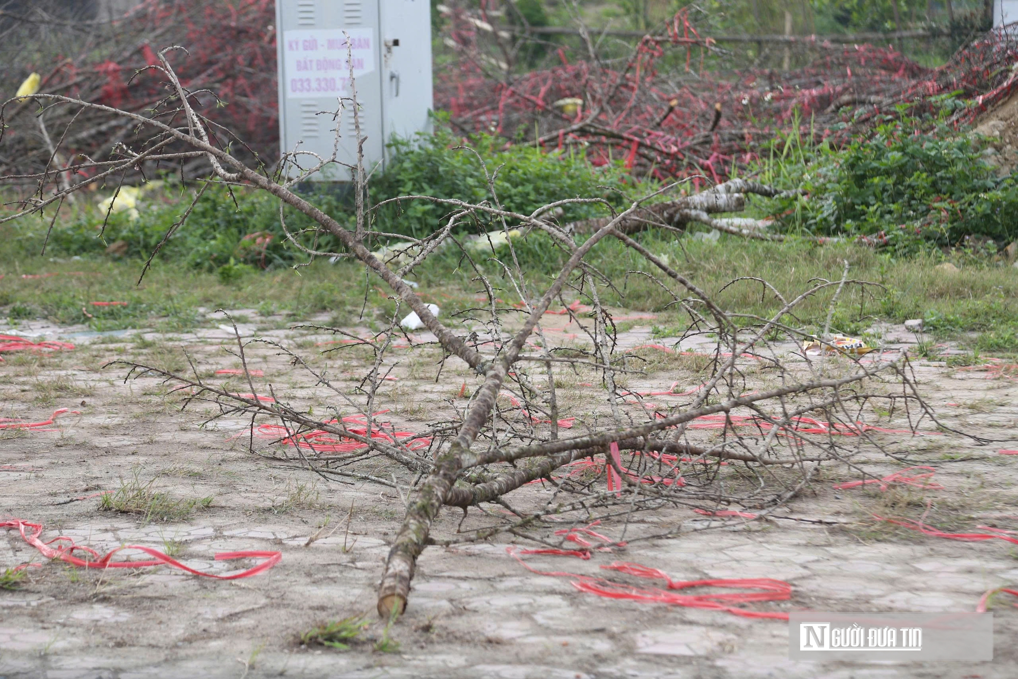 Ngày 29 Tết, tiểu thương chặt đào, vứt la liệt ở vỉa hè - Ảnh 7.