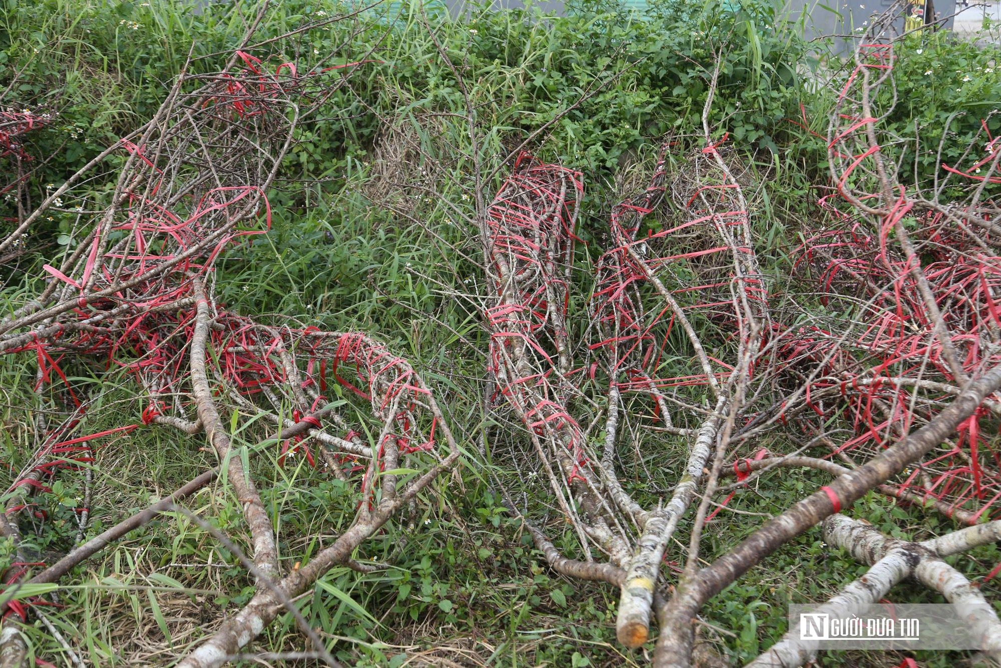 Ngày 29 Tết, tiểu thương chặt đào, vứt la liệt ở vỉa hè - Ảnh 9.