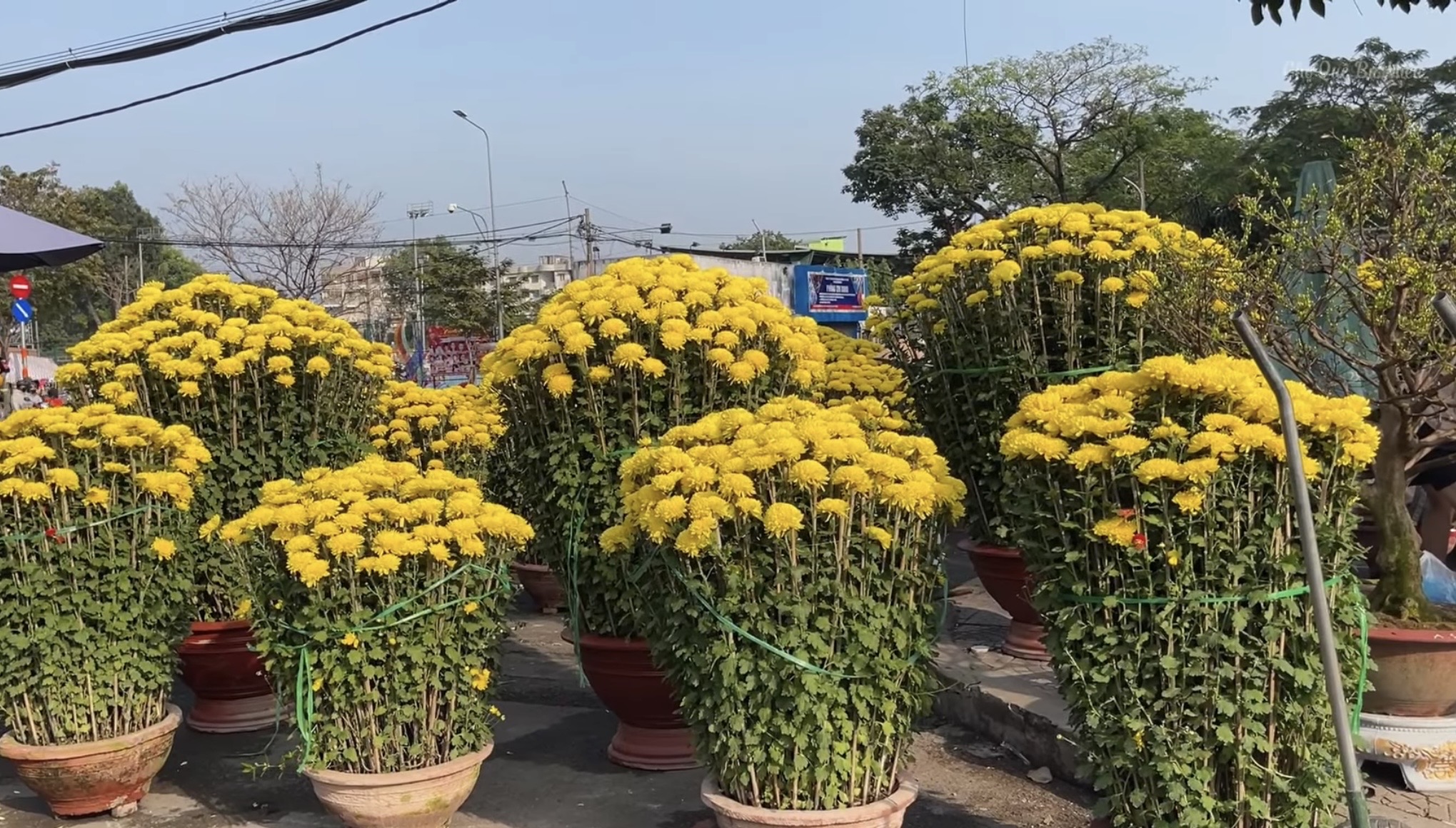 Chợ hoa tết ở Tp.HCM, kẻ khóc người cười- Ảnh 3.