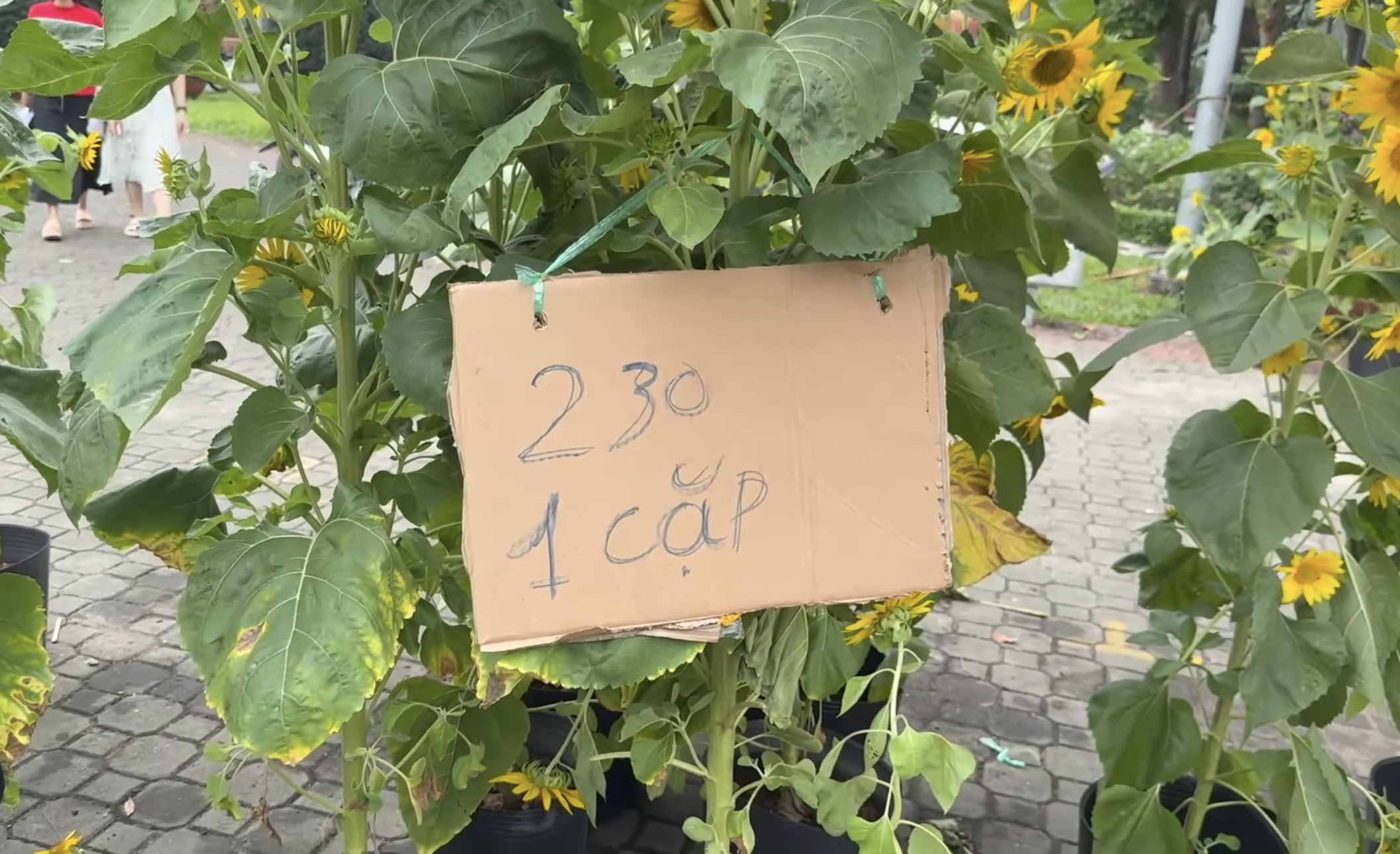 Chợ hoa tết ở Tp.HCM, kẻ khóc người cười- Ảnh 5.