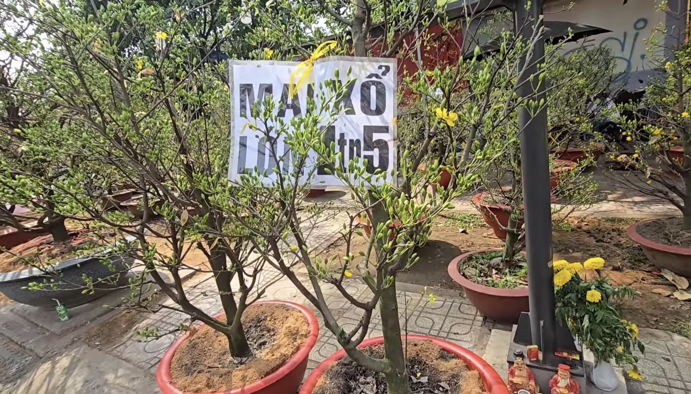 Chợ hoa tết ở Tp.HCM, kẻ khóc người cười- Ảnh 6.