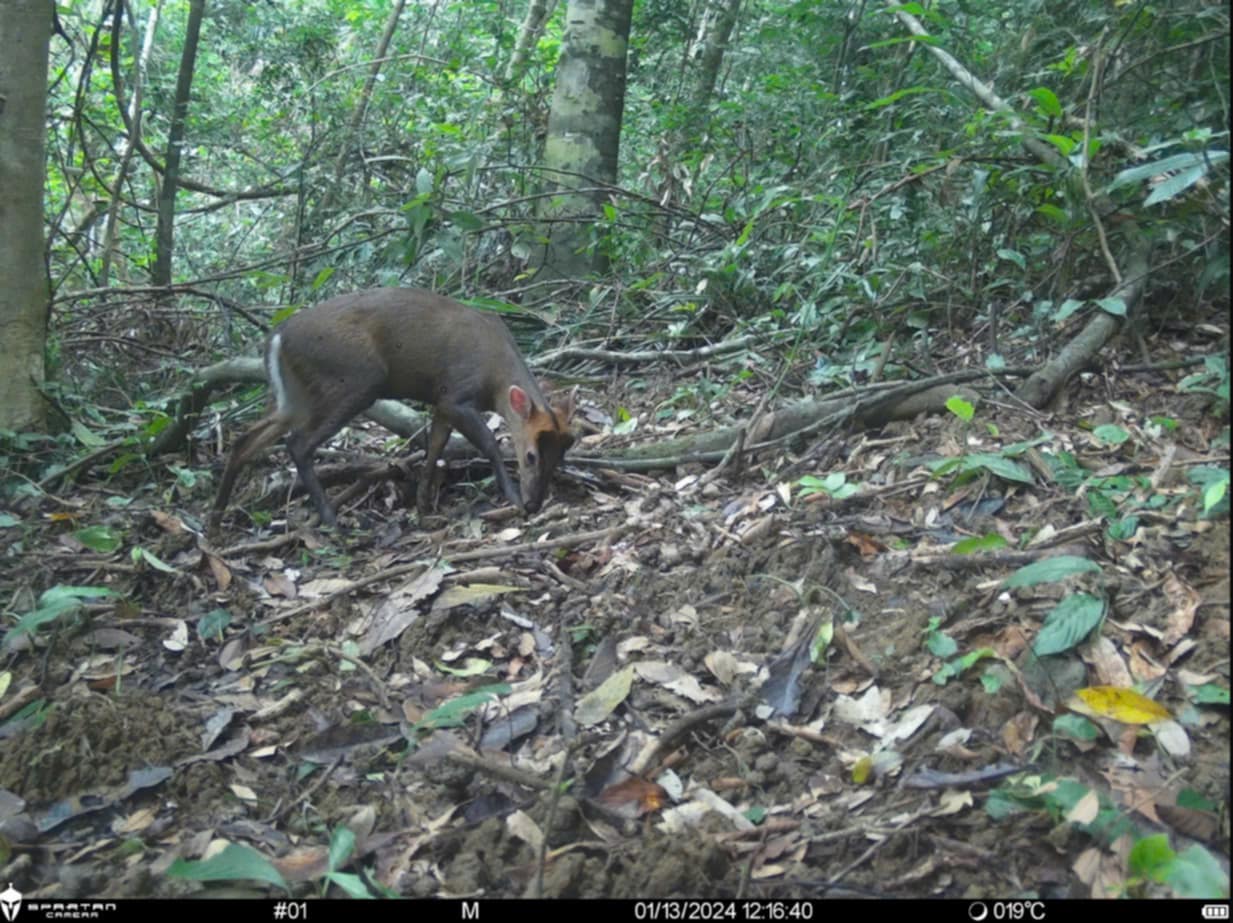 Gian nan hành trình bảo vệ các loài động vật hoang dã ở Huế- Ảnh 1.