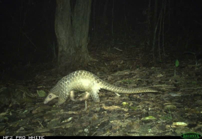 Gian nan hành trình bảo vệ các loài động vật hoang dã ở Huế- Ảnh 2.