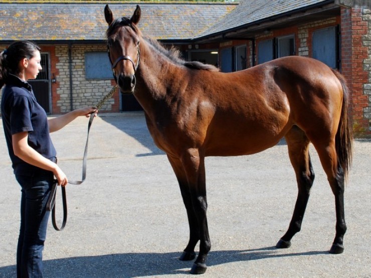 &ldquo;Thủ phủ ngựa đua&rdquo; miền Nam một thời giờ ra sao?- Ảnh 6.