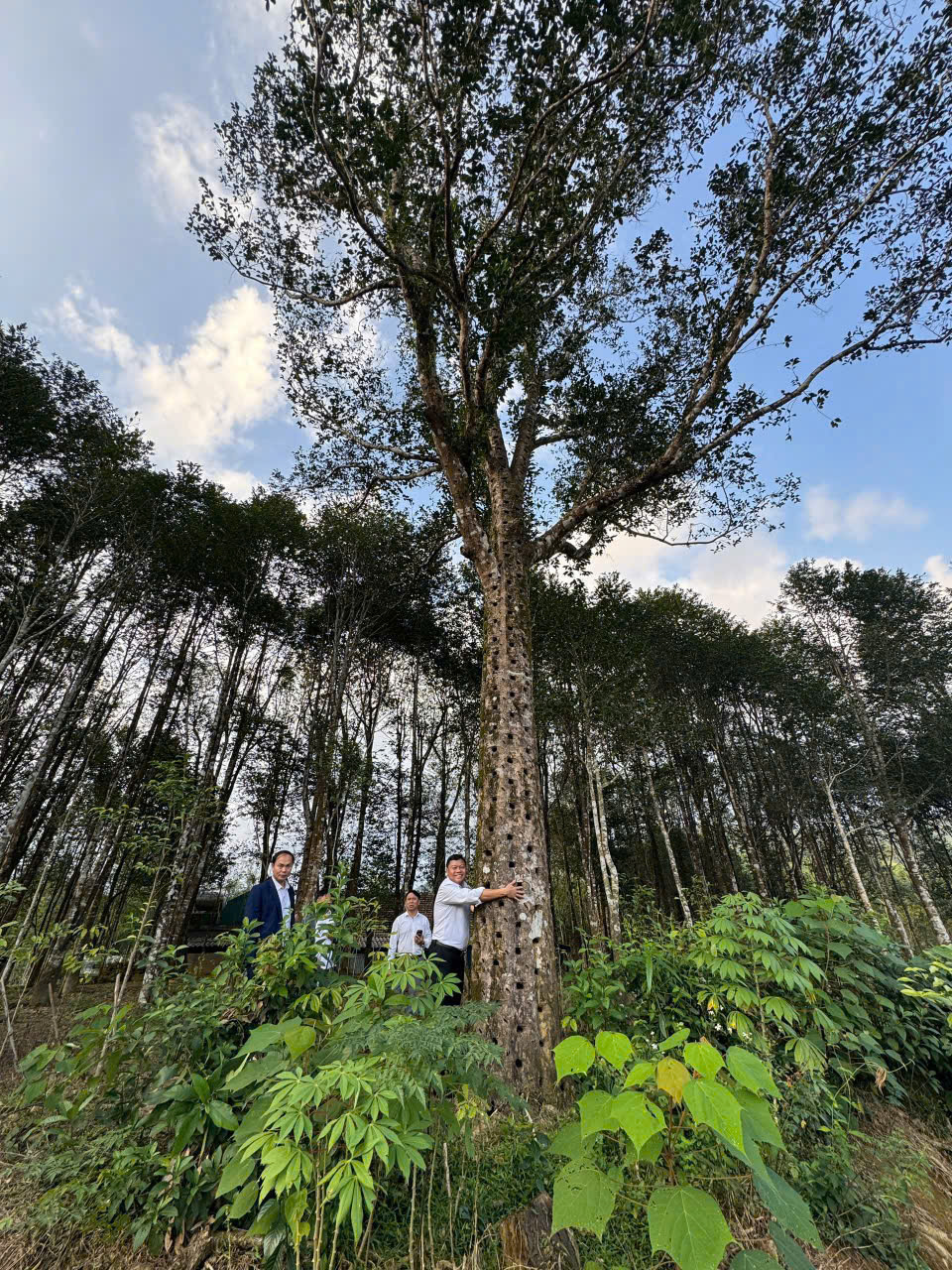“Vàng xanh” giữa miền sơn cước giúp người dân bứt phá làm giàu- Ảnh 4.