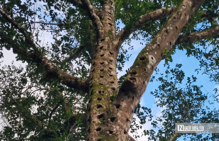 &ldquo;V&agrave;ng xanh&rdquo; giữa miền sơn cước gi&uacute;p người d&acirc;n bứt ph&aacute; l&agrave;m gi&agrave;u- Ảnh 3.