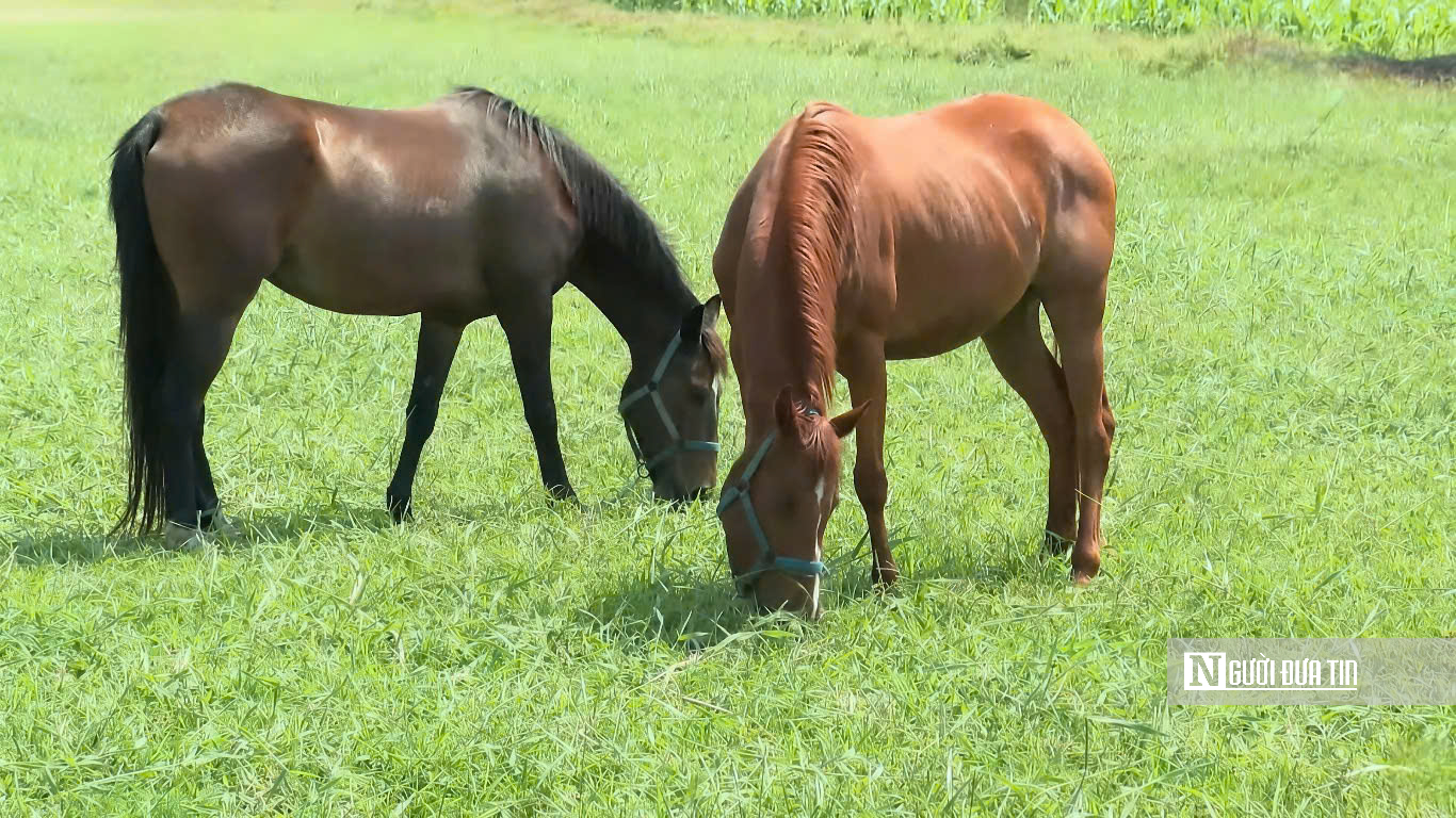 “Thủ phủ ngựa đua” miền Nam một thời giờ ra sao?- Ảnh 4. “Thủ phủ ngựa đua” miền Nam một thời giờ ra sao?- Ảnh 4.