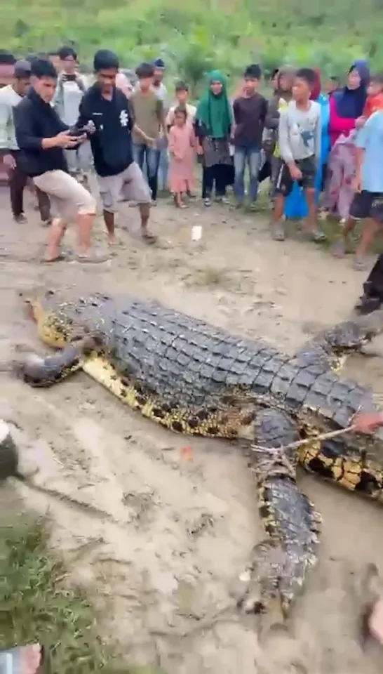 Đi bắt ốc, người phụ nữ bị thứ đ&aacute;ng sợ cắn tử vong tr&ecirc;n s&ocirc;ng - Ảnh 2.