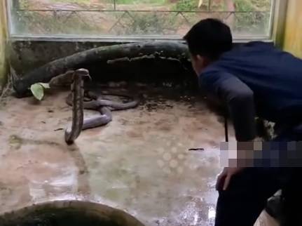 Cứu sống rắn hổ mang, nam sinh vi&ecirc;n bị cắn tử vong - Ảnh 1.