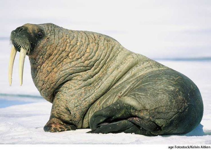 "Quái thú" có lớp mỡ dày 15cm, sống ở nơi lạnh nhất thế giới- Ảnh 3.