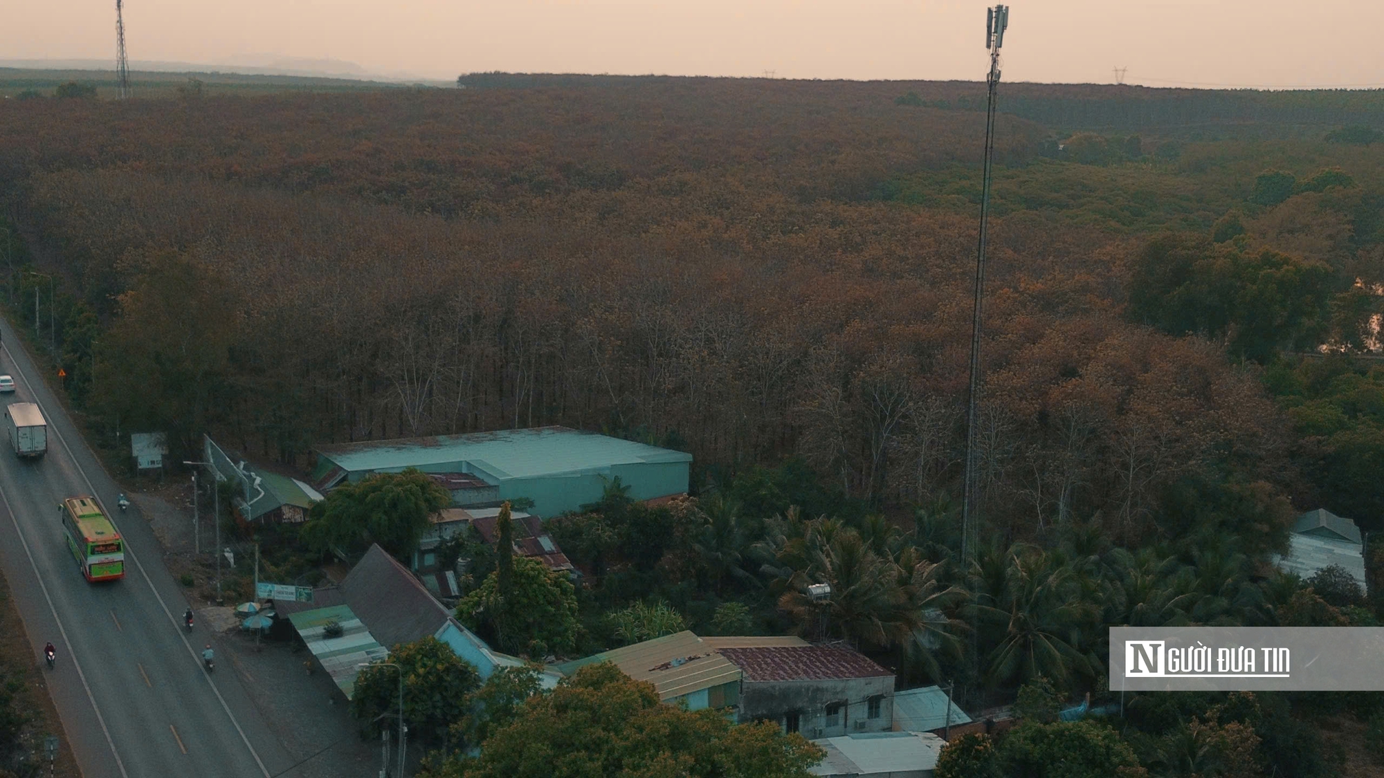 Mùa “thay áo” trên những cánh rừng cao su Tây Ninh - Ảnh 1.