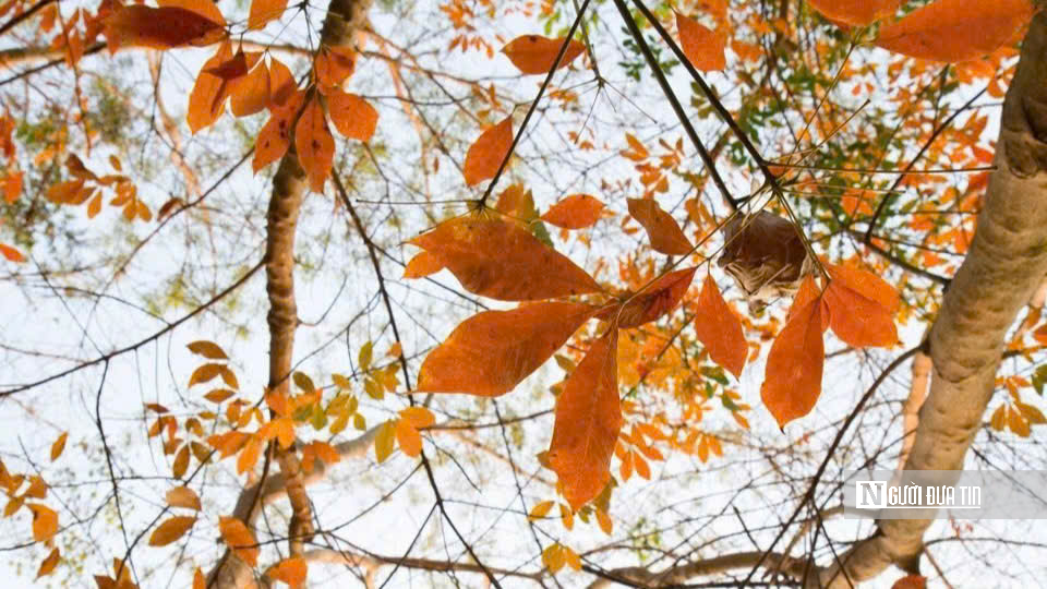 Mùa “thay áo” trên những cánh rừng cao su Tây Ninh - Ảnh 2.