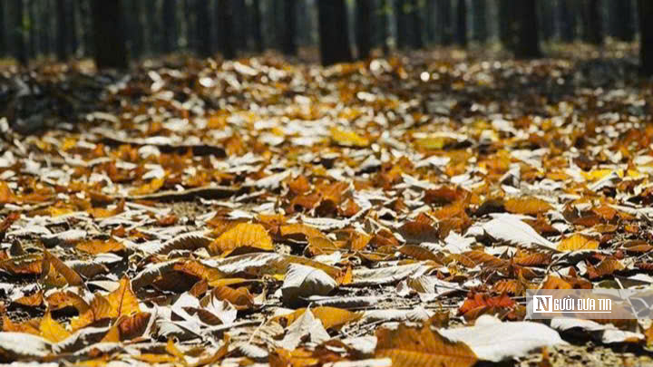 Mùa “thay áo” trên những cánh rừng cao su Tây Ninh - Ảnh 3.