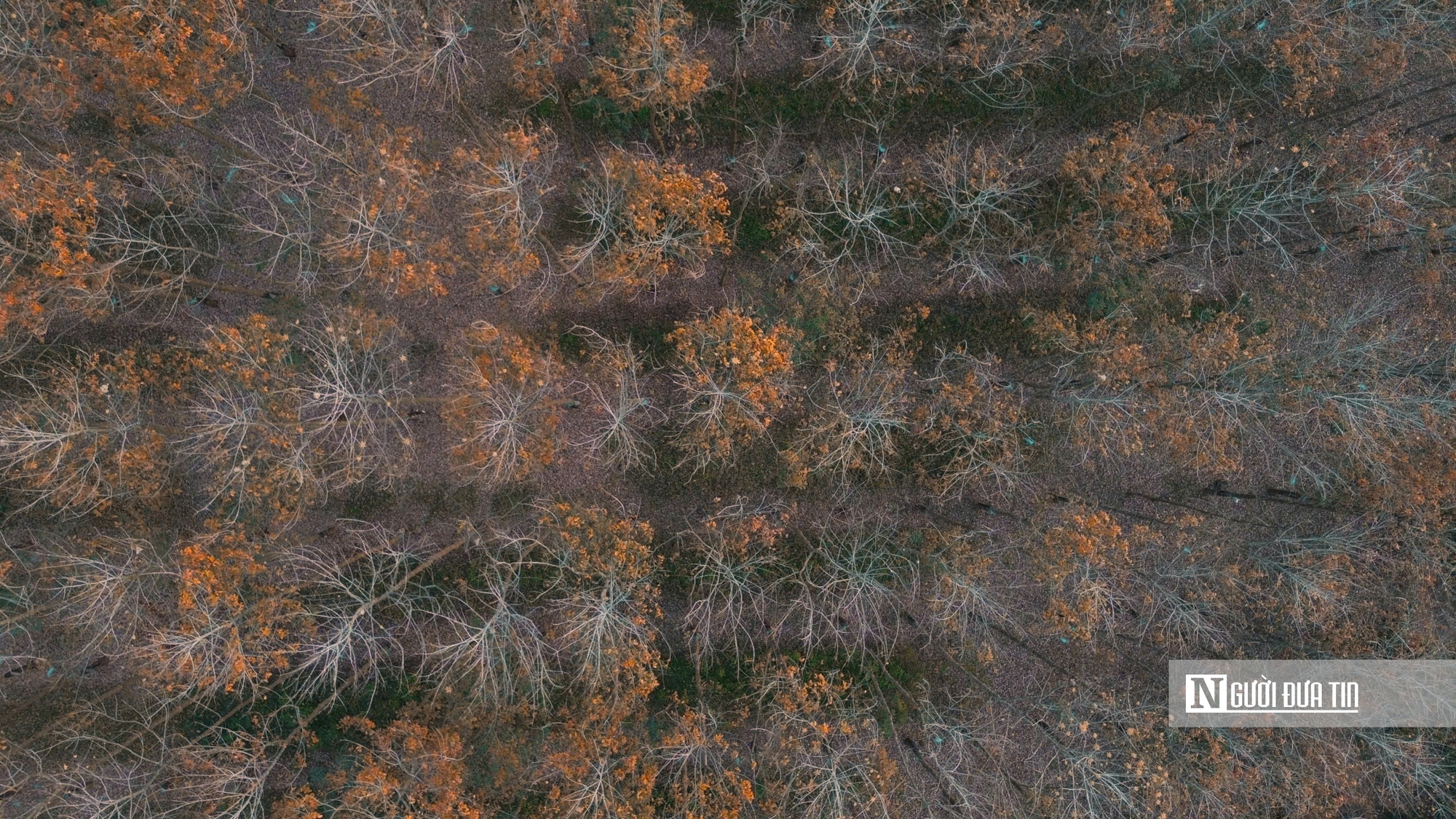 Mùa “thay áo” trên những cánh rừng cao su Tây Ninh - Ảnh 4.