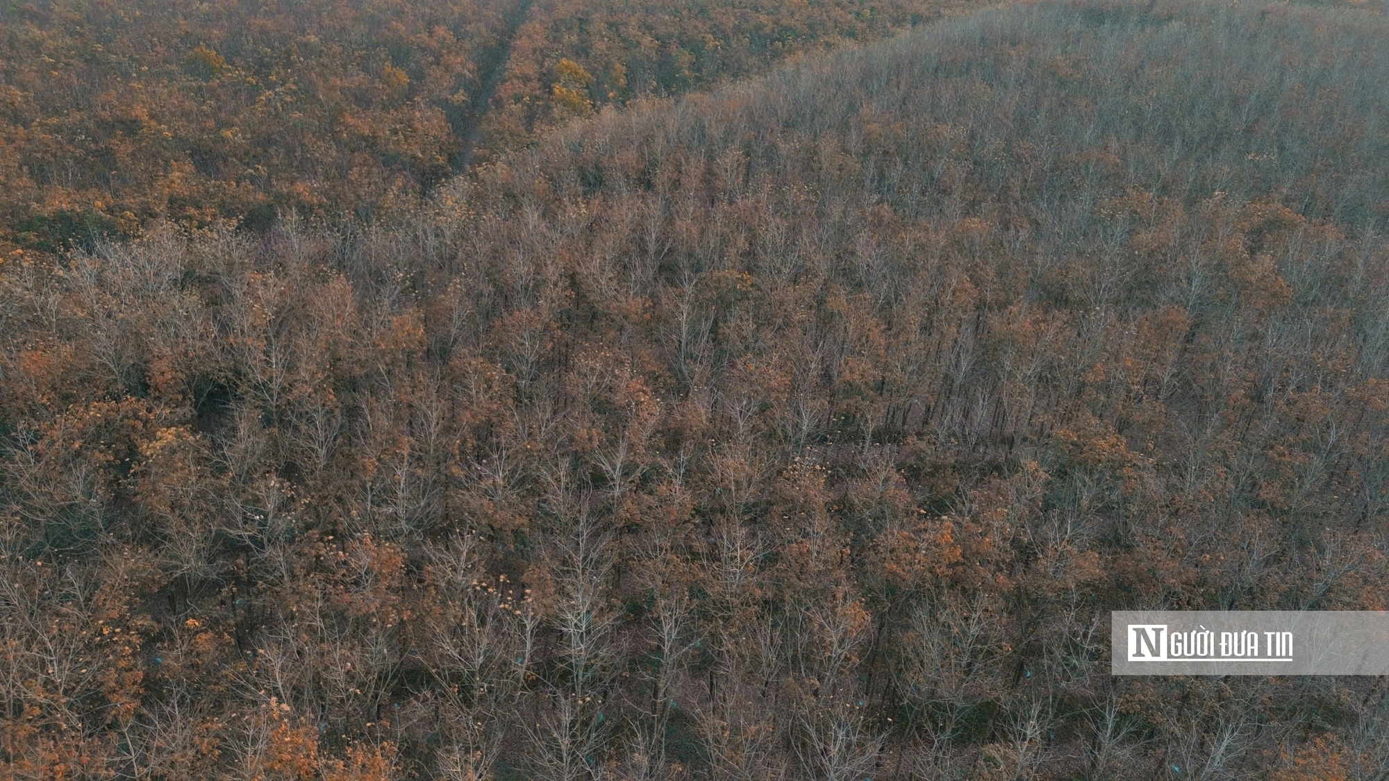 Mùa “thay áo” trên những cánh rừng cao su Tây Ninh - Ảnh 5.