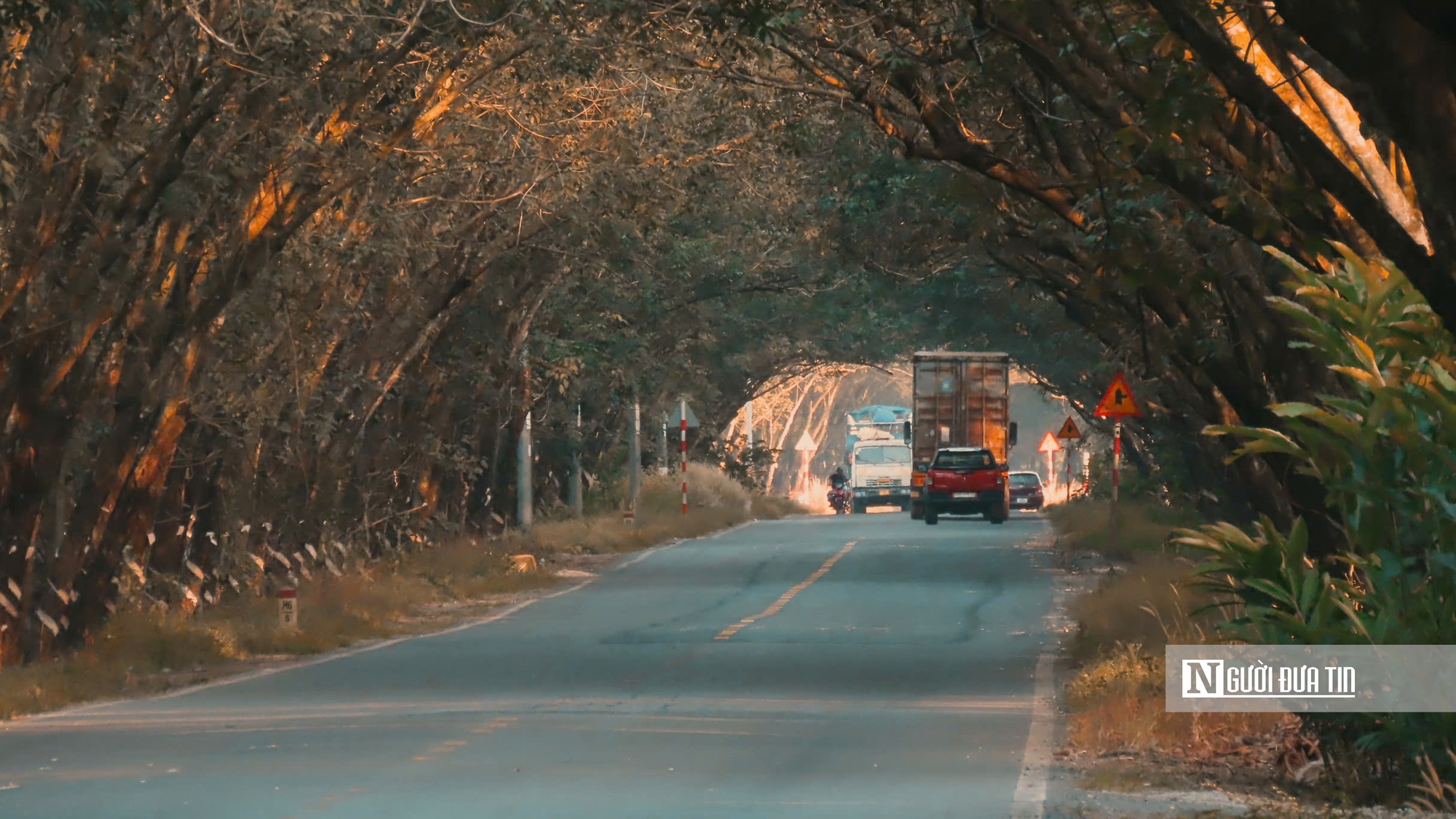 Mùa “thay áo” trên những cánh rừng cao su Tây Ninh - Ảnh 8.