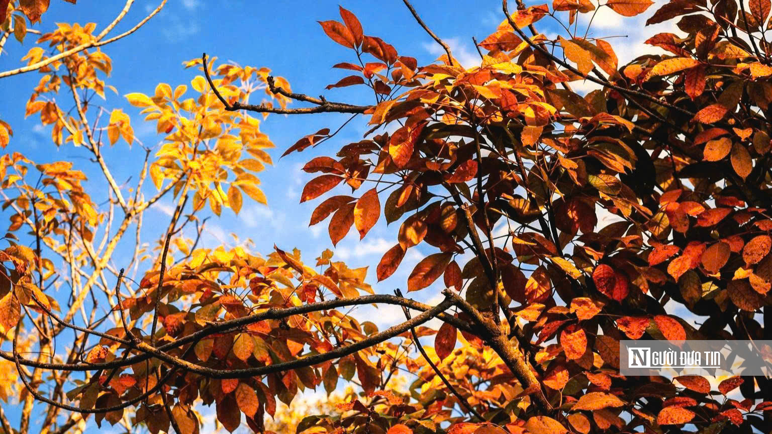 Mùa “thay áo” trên những cánh rừng cao su Tây Ninh - Ảnh 9.