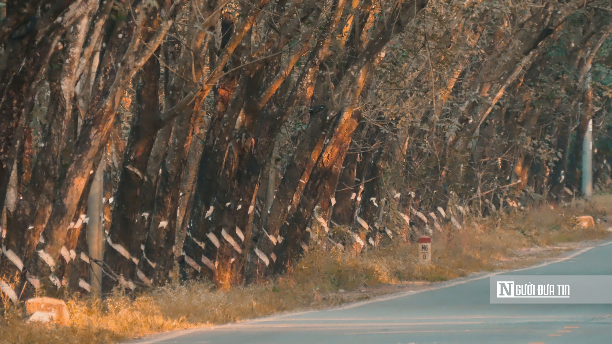 Mùa “thay áo” trên những cánh rừng cao su Tây Ninh - Ảnh 6.