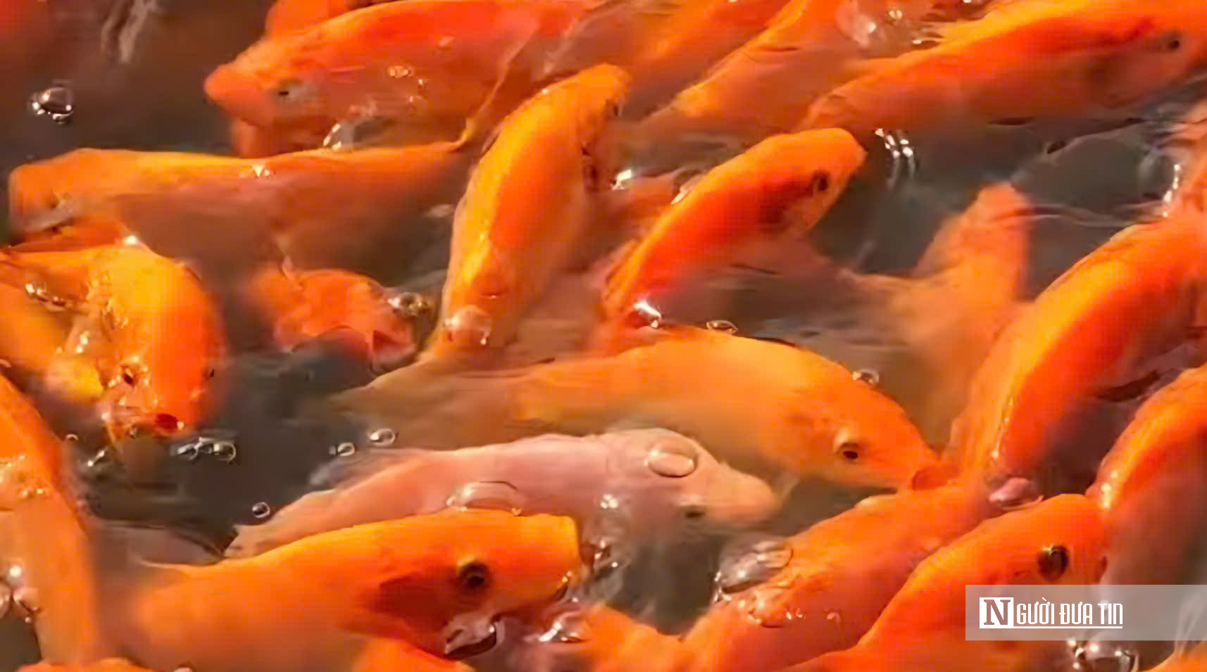 Cận Cảnh “Thủ Phủ” Cá Chép Đỏ Đồng Nai: Sẵn Sàng Chờ Giờ “Vượt Vũ Môn" - Ảnh 2.