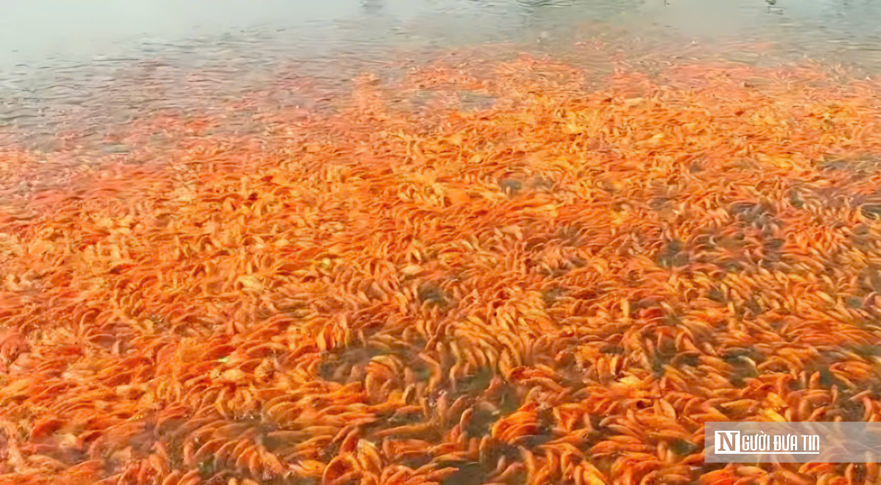 Cận Cảnh “Thủ Phủ” Cá Chép Đỏ Đồng Nai: Sẵn Sàng Chờ Giờ “Vượt Vũ Môn" - Ảnh 3.