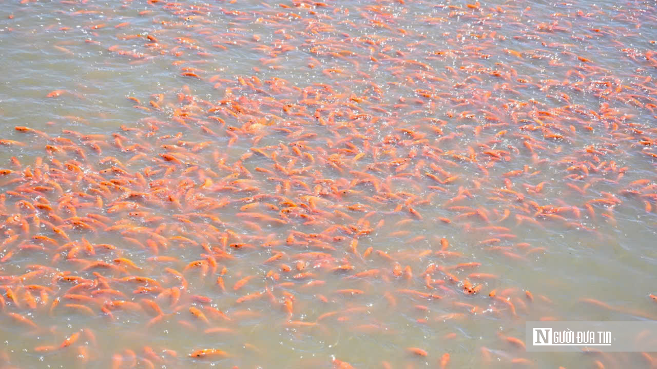 Cận Cảnh “Thủ Phủ” Cá Chép Đỏ Đồng Nai: Sẵn Sàng Chờ Giờ “Vượt Vũ Môn" - Ảnh 4.