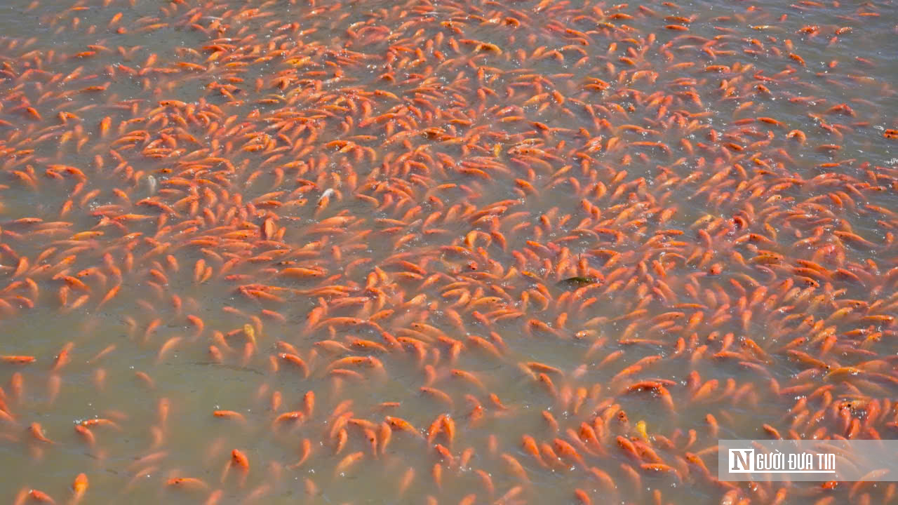 Cận Cảnh “Thủ Phủ” Cá Chép Đỏ Đồng Nai: Sẵn Sàng Chờ Giờ “Vượt Vũ Môn" - Ảnh 6.