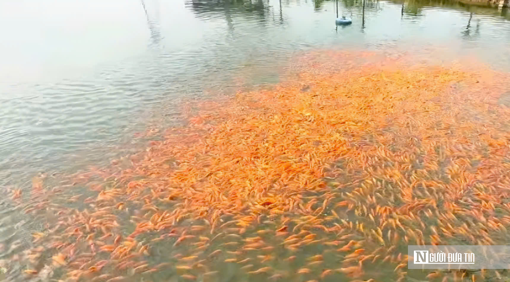 Cận Cảnh “Thủ Phủ” Cá Chép Đỏ Đồng Nai: Sẵn Sàng Chờ Giờ “Vượt Vũ Môn" - Ảnh 7.