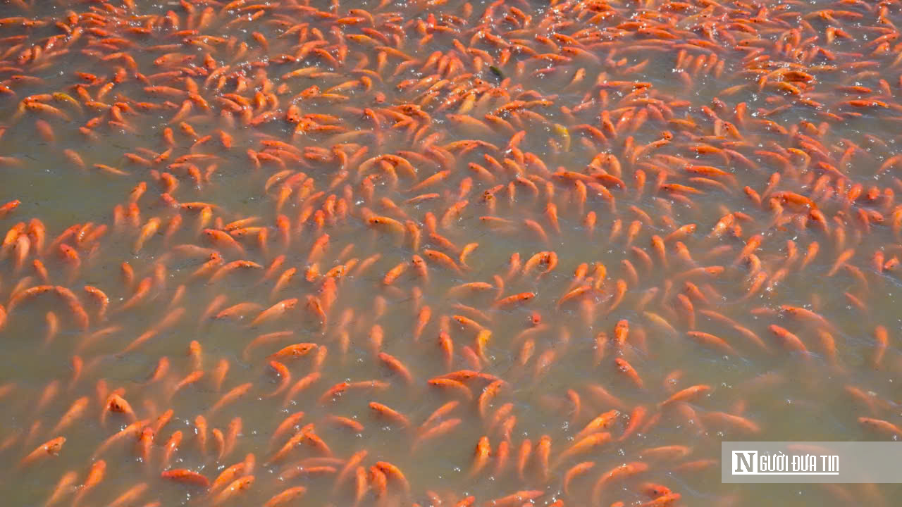 Cận Cảnh “Thủ Phủ” Cá Chép Đỏ Đồng Nai: Sẵn Sàng Chờ Giờ “Vượt Vũ Môn" - Ảnh 10.