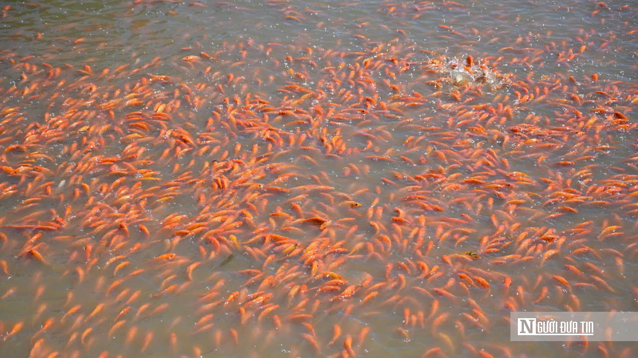 Cận Cảnh “Thủ Phủ” Cá Chép Đỏ Đồng Nai: Sẵn Sàng Chờ Giờ “Vượt Vũ Môn" - Ảnh 11.