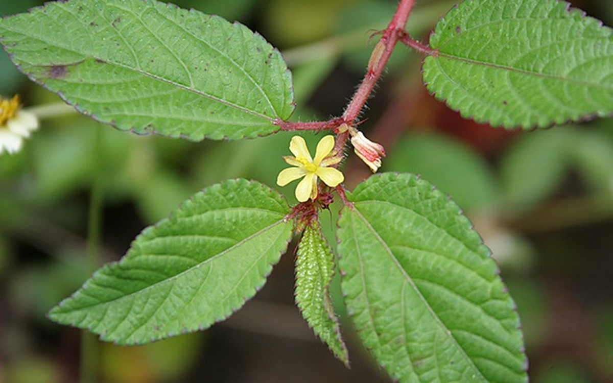 Loại rau hiếm khi “ngậm” thuốc trừ sâu, trời Tây mê tít: Ra chợ Việt là thấy đầy- Ảnh 2.