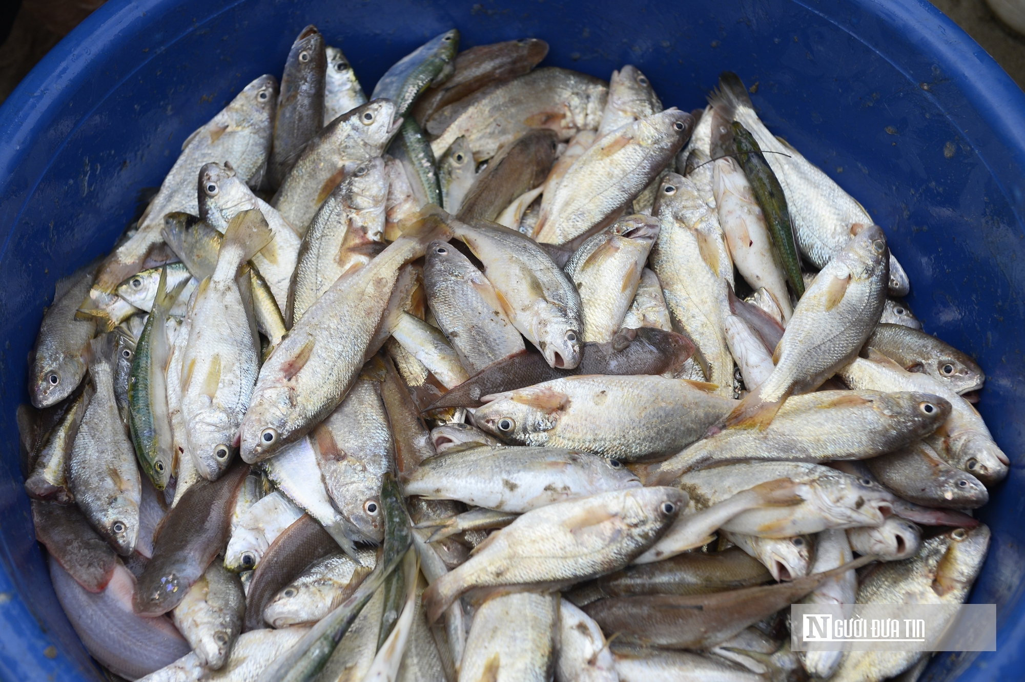 Ngư d&acirc;n vươn khơi h&aacute;i lộc biển đầu năm, mang về thuyền đầy t&ocirc;m, c&aacute;- Ảnh 5.