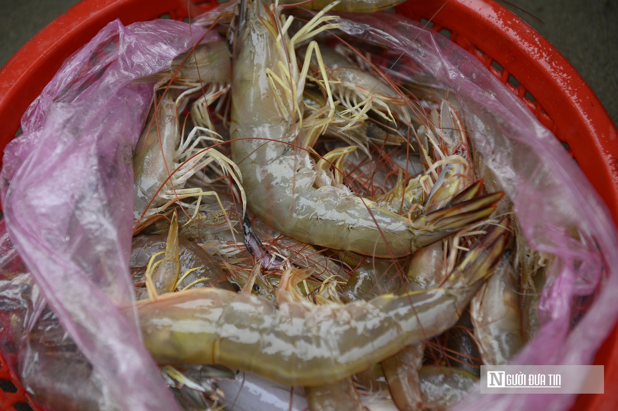 Ngư d&acirc;n vươn khơi h&aacute;i lộc biển đầu năm, mang về thuyền đầy t&ocirc;m, c&aacute;- Ảnh 8.