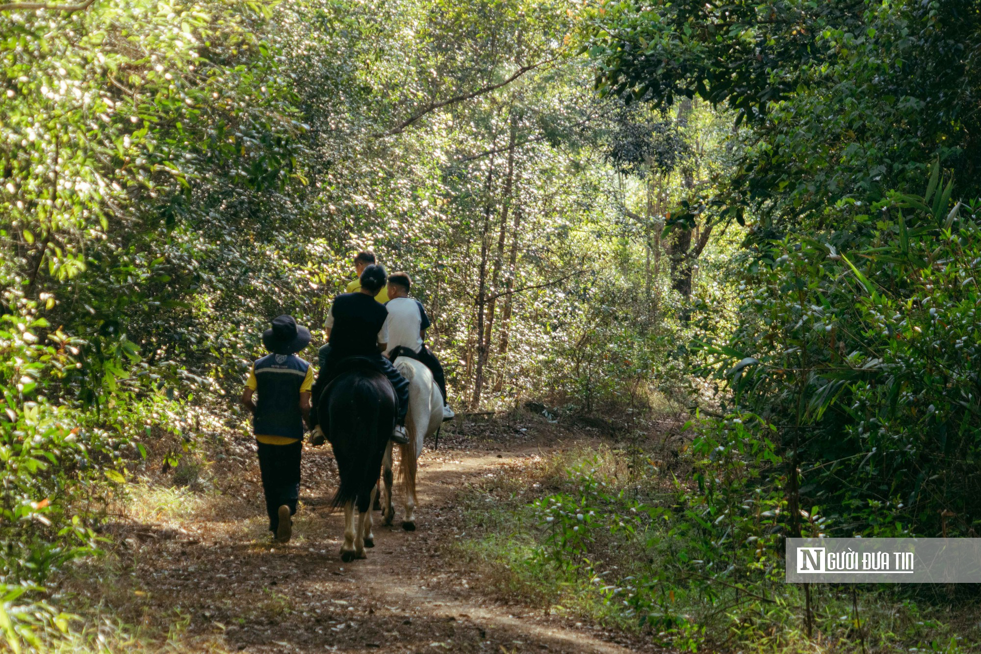 Cưỡi ngựa xuy&ecirc;n rừng gi&agrave;, trải nghiệm h&uacute;t kh&aacute;ch ở Măng Đen dịp Tết- Ảnh 6.