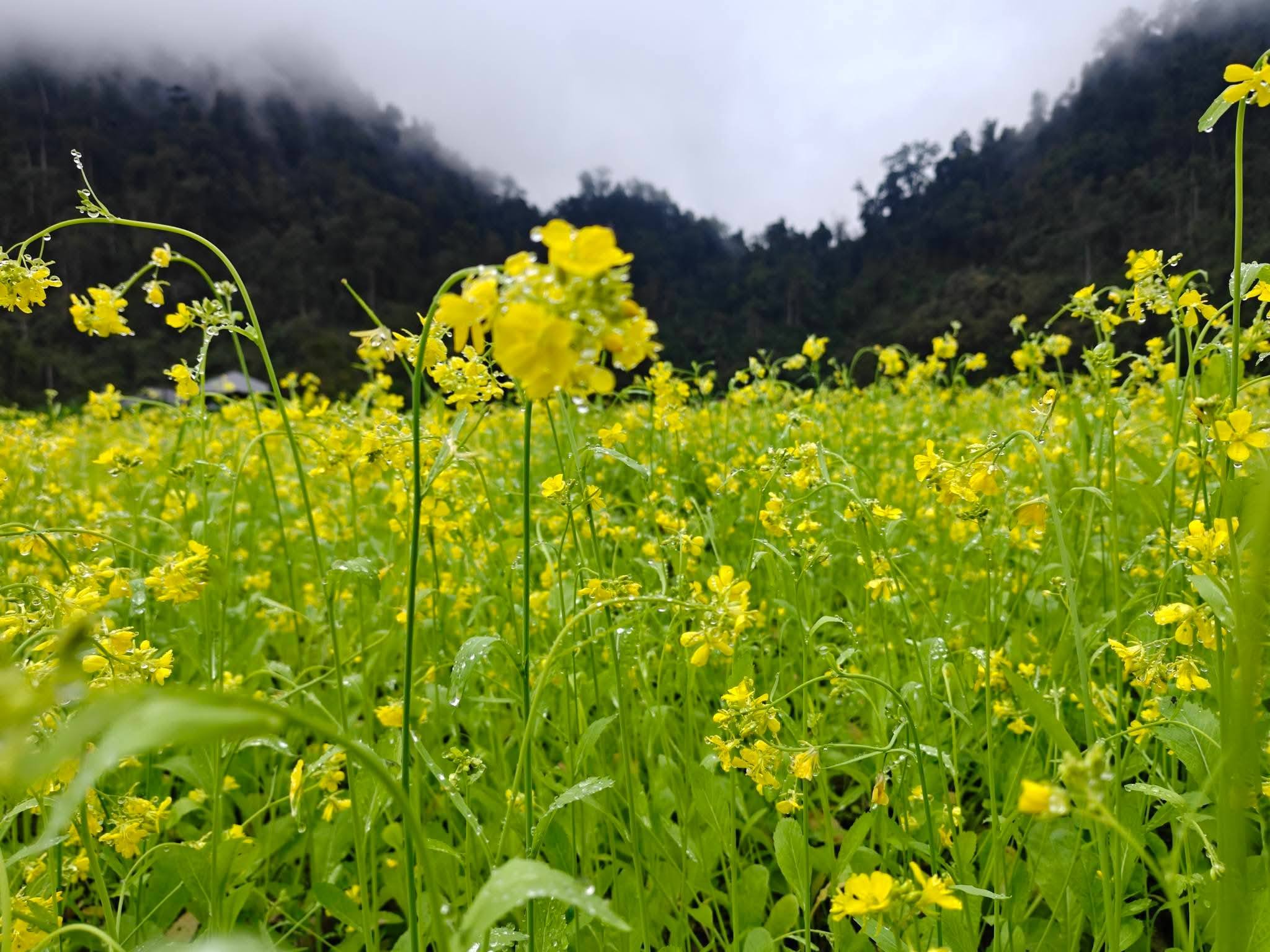 Hoa cải nhuộm vàng, gọi bước chân du xuân - Ảnh 4.
