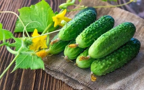 Dưa Chuột: Lợi Ích Sức Khỏe Và Những Lưu Ý Quan Trọng Khi Sử Dụng
