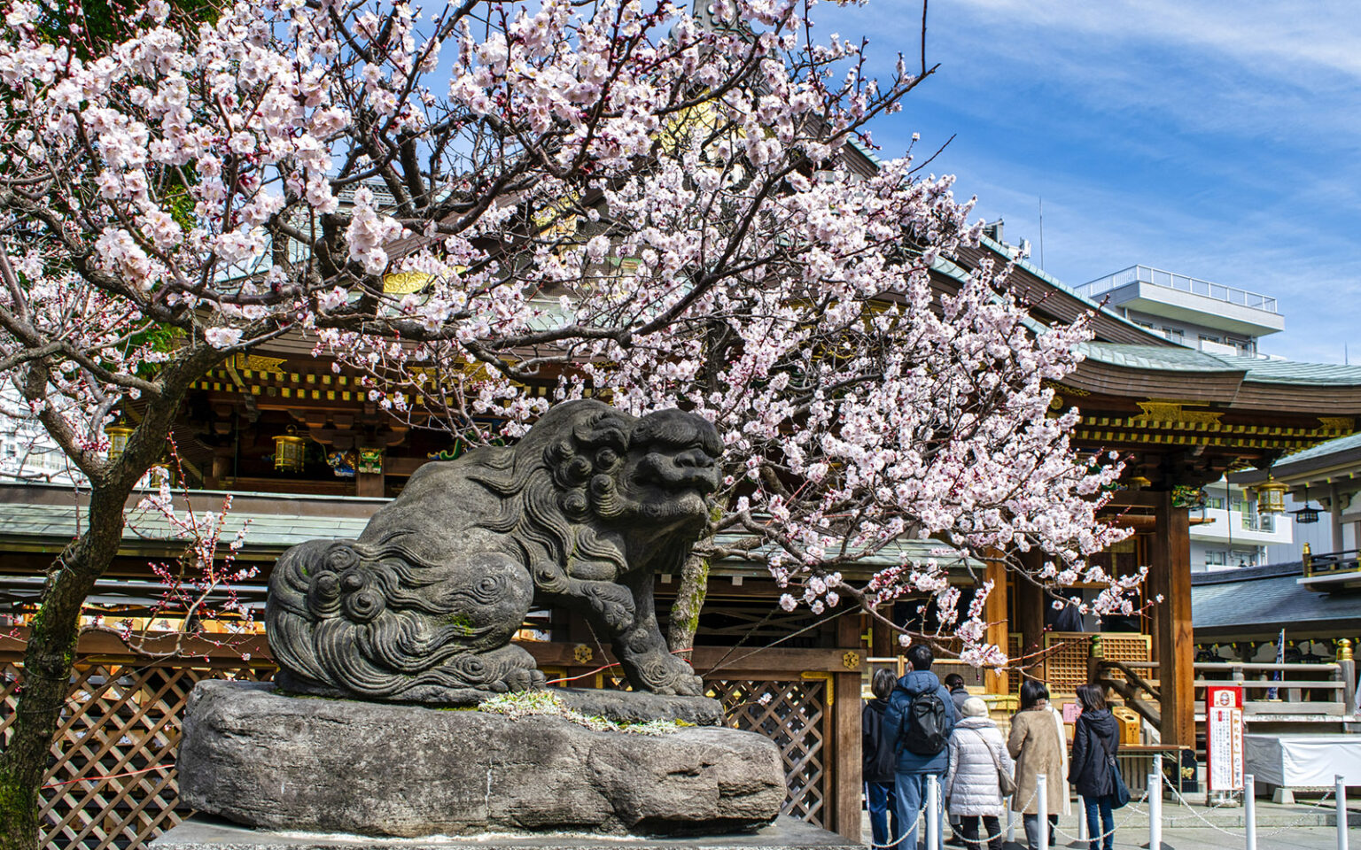 5 điểm ngắm hoa mơ đẹp nhất Tokyo v&agrave;o m&ugrave;a xu&acirc;n - Ảnh 1.