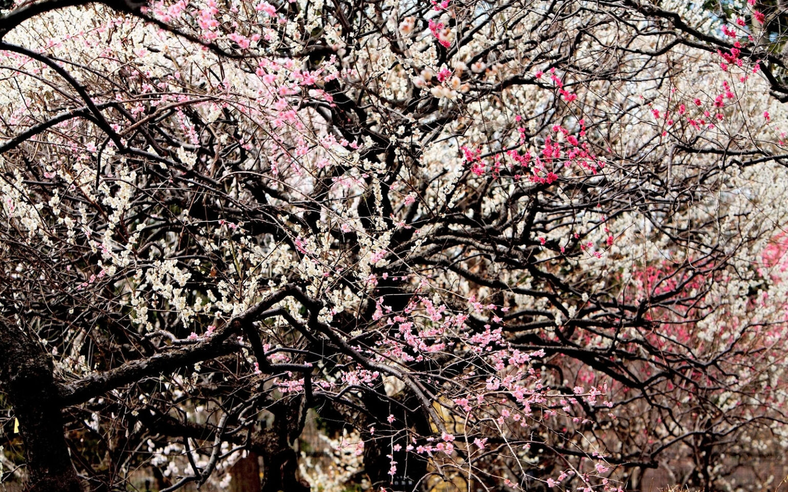 5 điểm ngắm hoa mơ đẹp nhất Tokyo v&agrave;o m&ugrave;a xu&acirc;n - Ảnh 2.