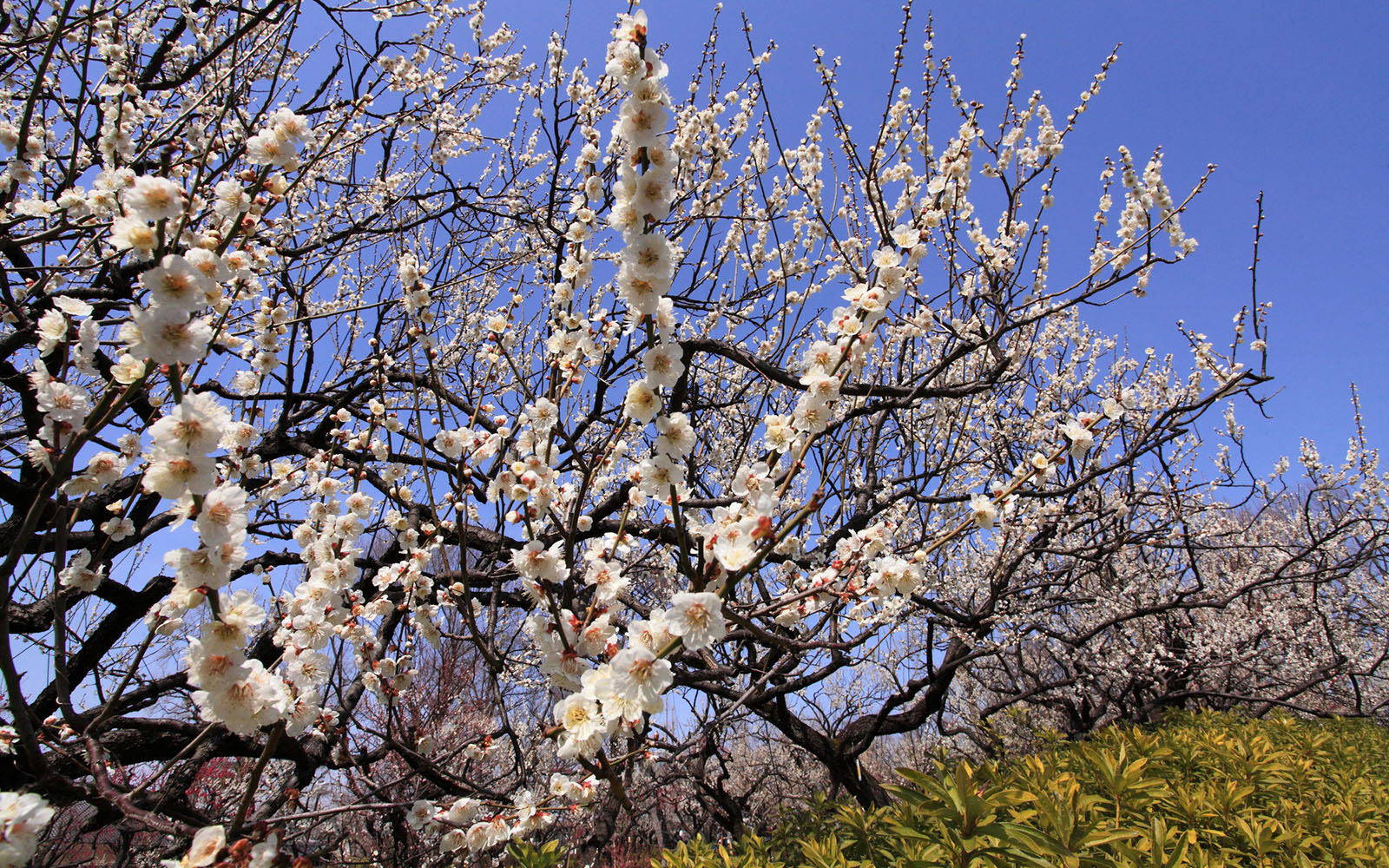 5 điểm ngắm hoa mơ đẹp nhất Tokyo v&agrave;o m&ugrave;a xu&acirc;n - Ảnh 5.