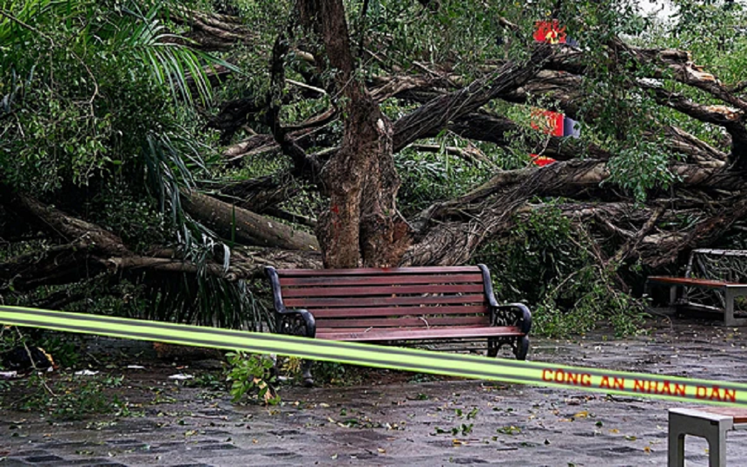 Hai cây si cổ thụ bất ngờ đổ tại Hà Nội, hai người lớn tuổi bị thương