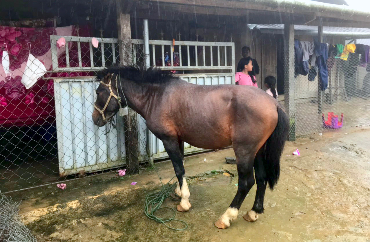 Cúng hồn ngựa – câu chuyện về lòng biết ơn trong văn hóa người Mông - Ảnh 1.