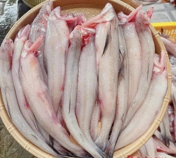 Đầu năm, loài cá "tan trong nước" giá 1 triệu đồng/kg, được người dân đổ xô săn lùng - Ảnh 1.