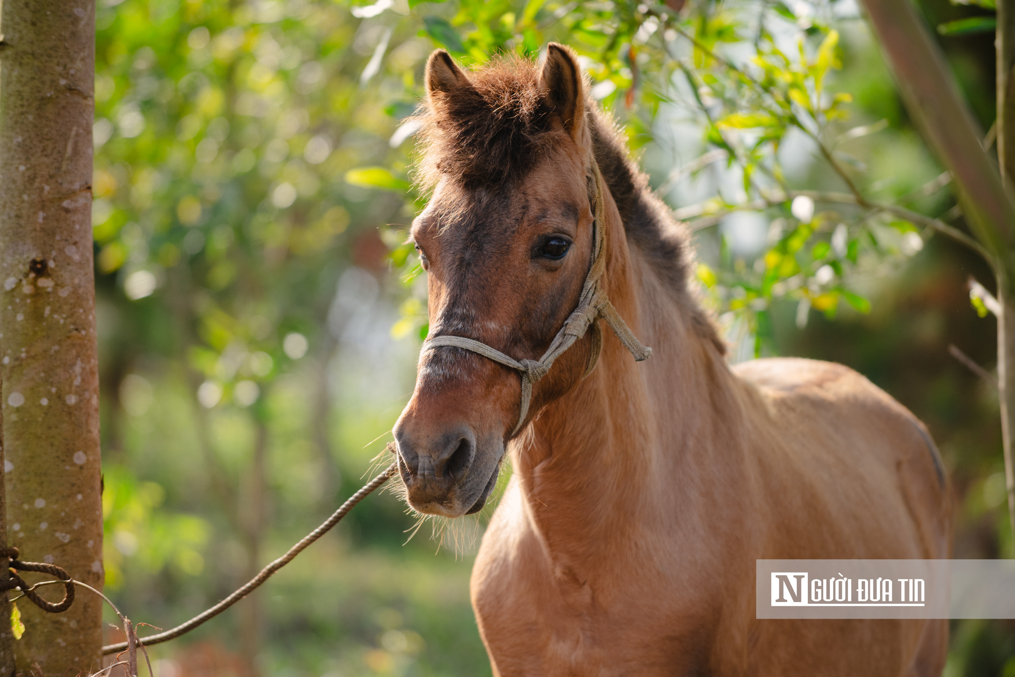 Xem nông dân Đắk Lắk hoá "kỵ sĩ" cưỡi ngựa thồ tham gia lễ đua đầu năm - Ảnh 5.