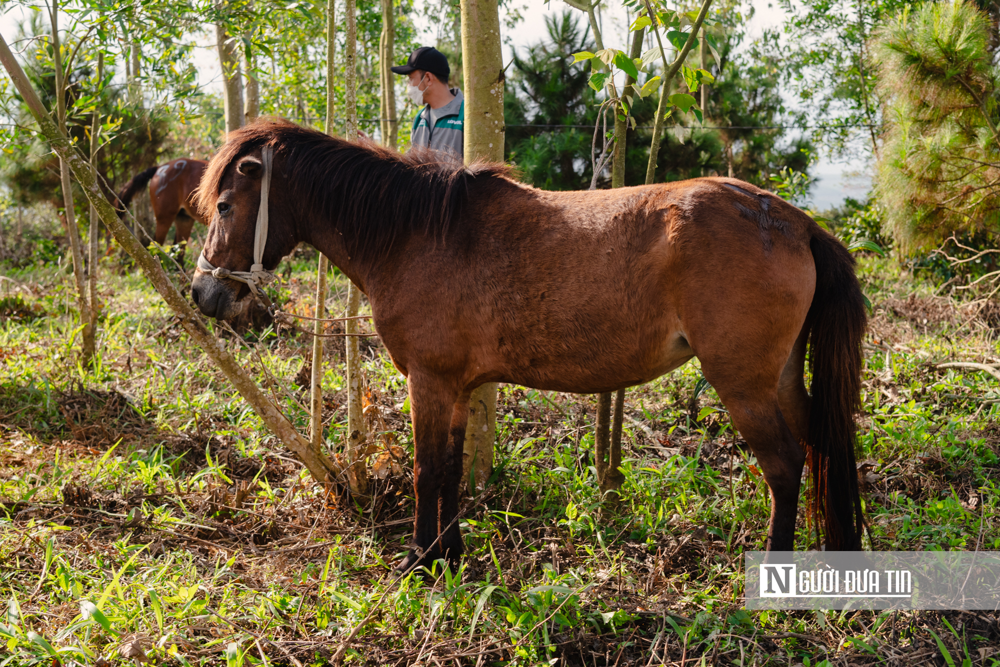 Xem nông dân Đắk Lắk hoá "kỵ sĩ" cưỡi ngựa thồ tham gia lễ đua đầu năm - Ảnh 6.