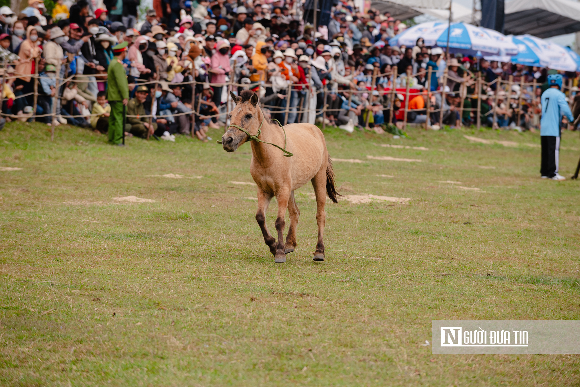 Xem nông dân Đắk Lắk hoá "kỵ sĩ" cưỡi ngựa thồ tham gia lễ đua đầu năm - Ảnh 14.