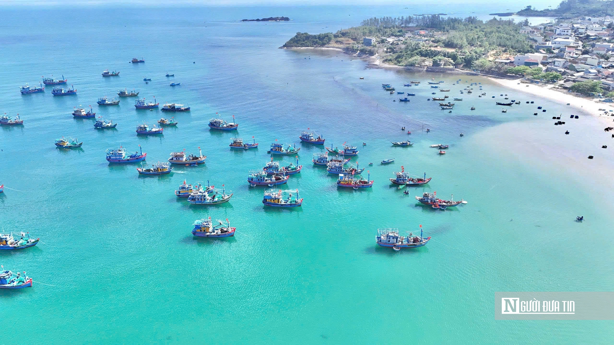 Rộn r&agrave;ng m&ugrave;a c&aacute; nục ở Quảng Ng&atilde;i - Ảnh 1.