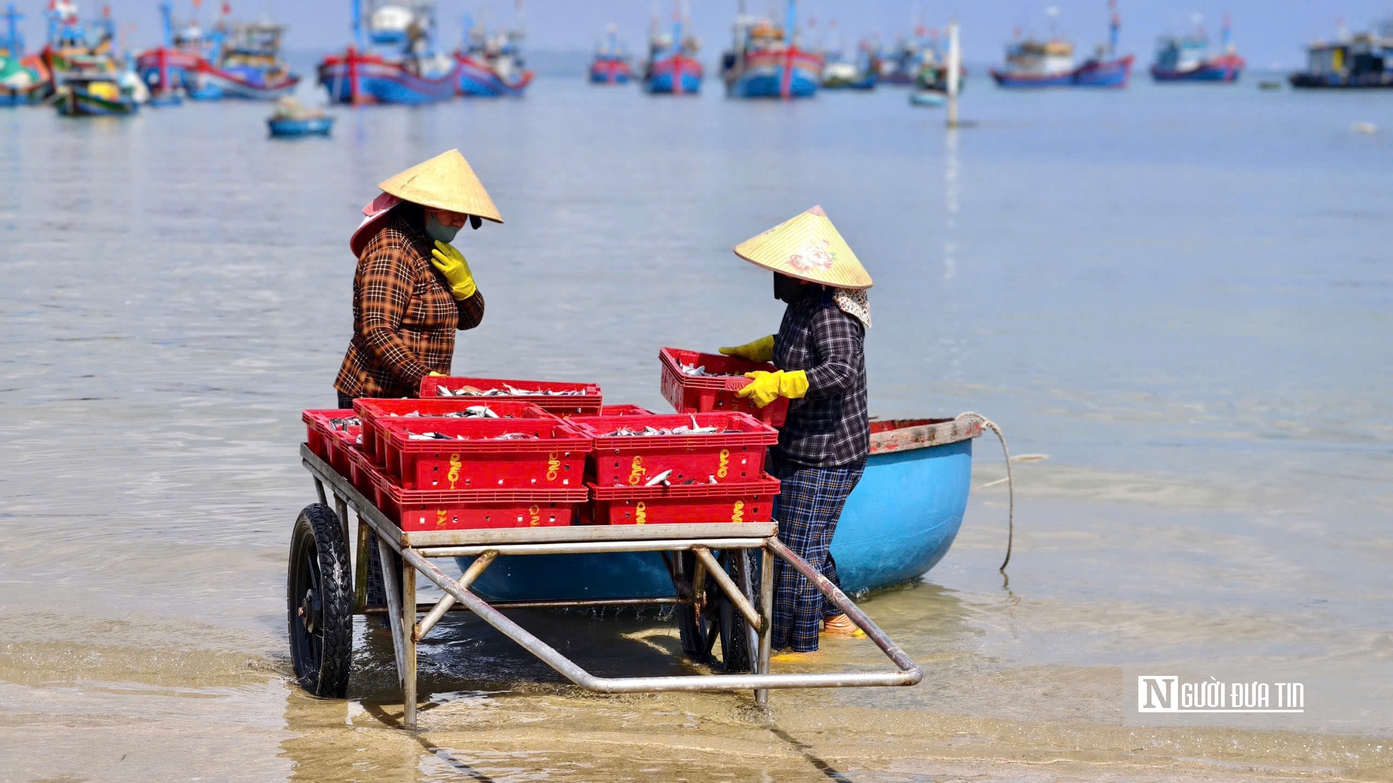 Rộn r&agrave;ng m&ugrave;a c&aacute; nục ở Quảng Ng&atilde;i - Ảnh 7.